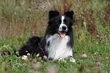 BORDER COLLIE 749